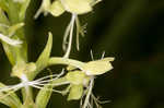 Green fringed orchid